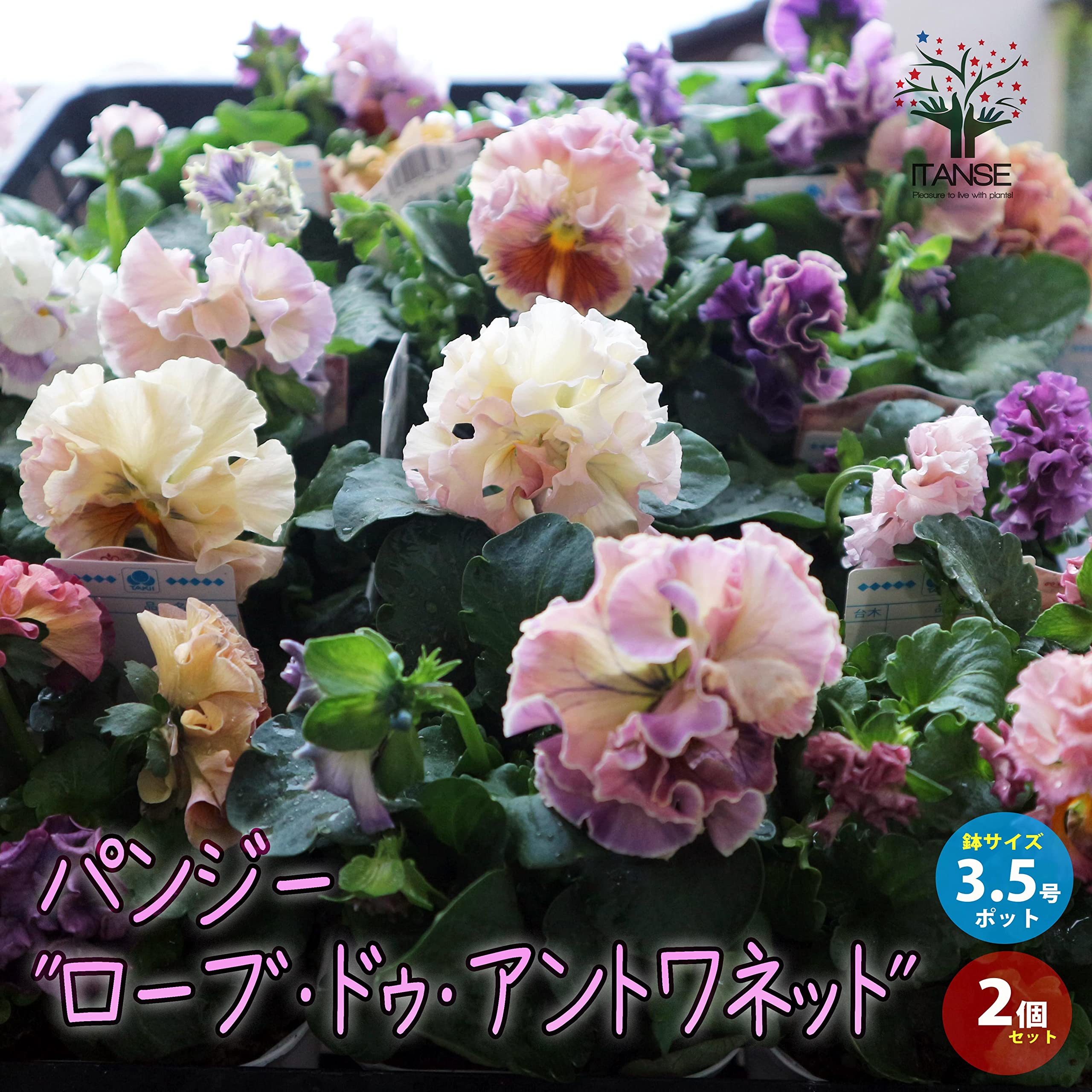 Amazon.co.jp: パンジー
